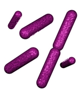 gram negative rods
